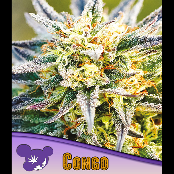 Congo feminizada de Anesia Seeds