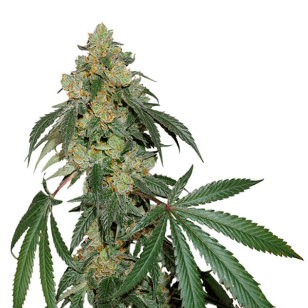 Cookies Fast feminizada de Seedstockers