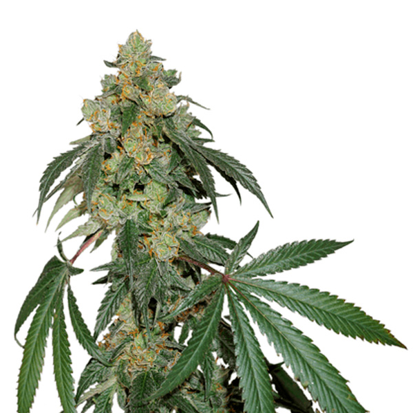 Cookies Fast feminizada de Seedstockers