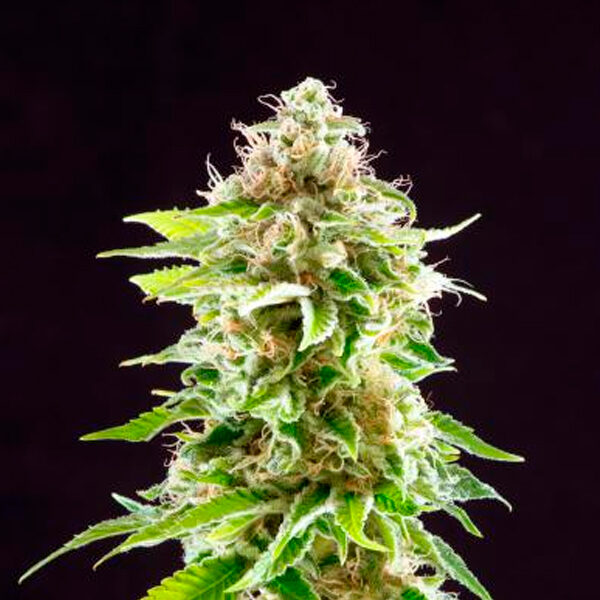 Cookies Haze feminizada de Kannabia Seeds