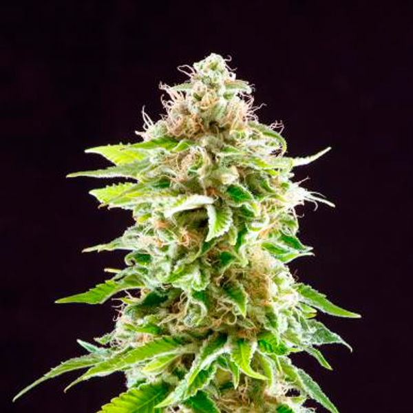 Cookies Haze feminizada de Kannabia Seeds
