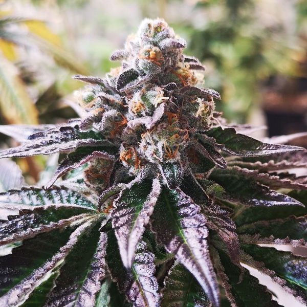 Cookies Purple Punch feminizada de Medical Seeds