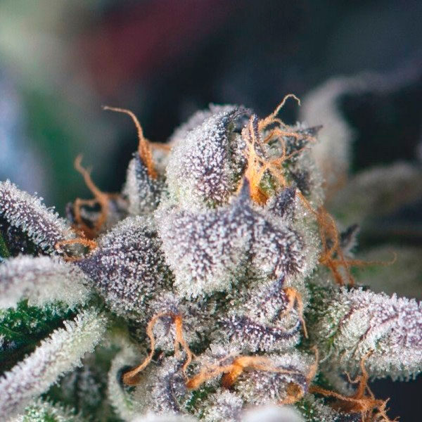 Cookies Usa feminizada de Pyramid Seeds