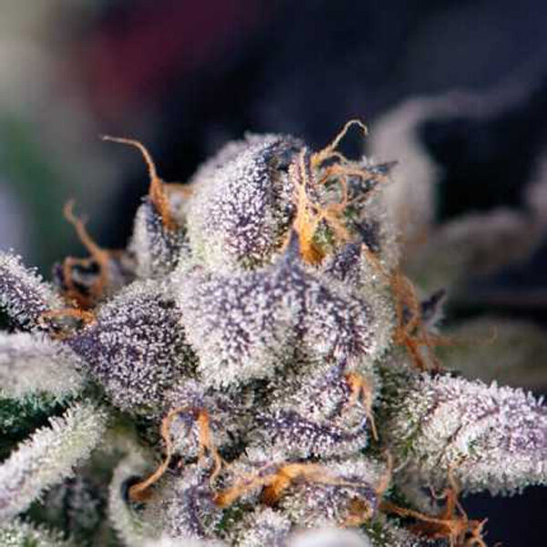 Cookies Usa regular de Pyramid Seeds