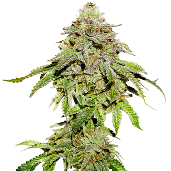 Cookies And Cream feminizada de Seedstockers