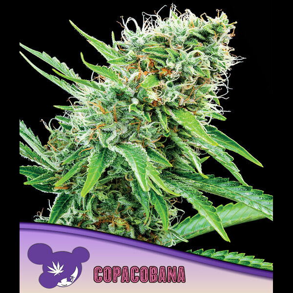 Copacobana feminizada de Anesia Seeds