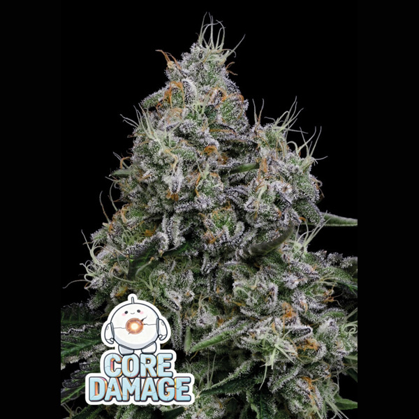 Core Damage feminizada de Anesia Seeds