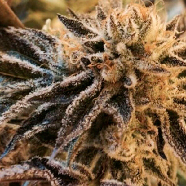 Corleone Kush feminizada de The Cali Connection