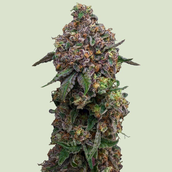 Cosmic Cheddar F1 feminizada de Royal Queen