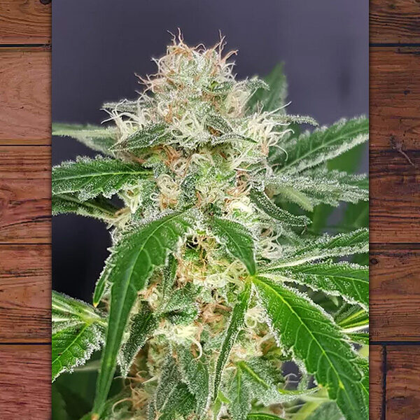 Country Girl feminizada de The Outlaw Seeds