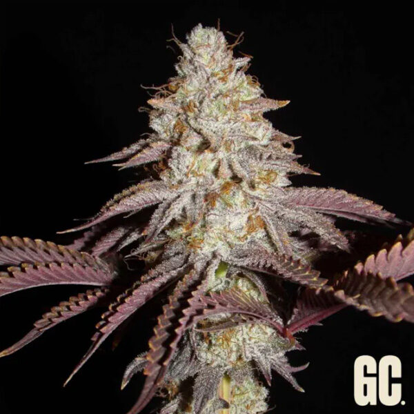 Crash Crimes feminizada de Grand Cru Genetics