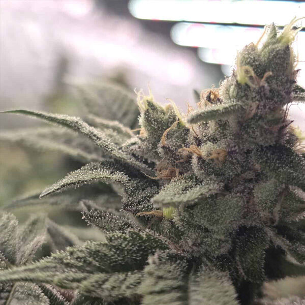 Crazy Banana regular de Bask Triangle Farms