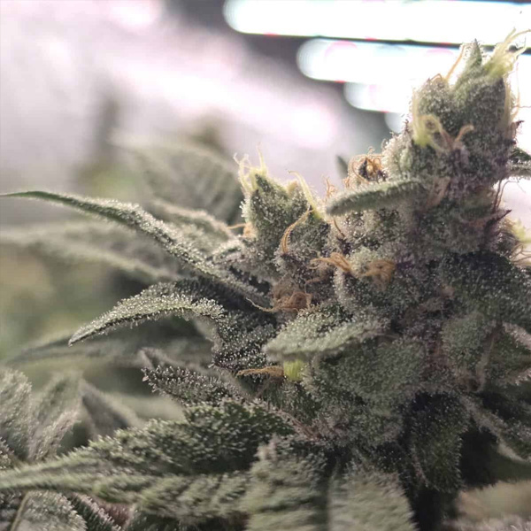 Crazy Banana regular de Bask Triangle Farms