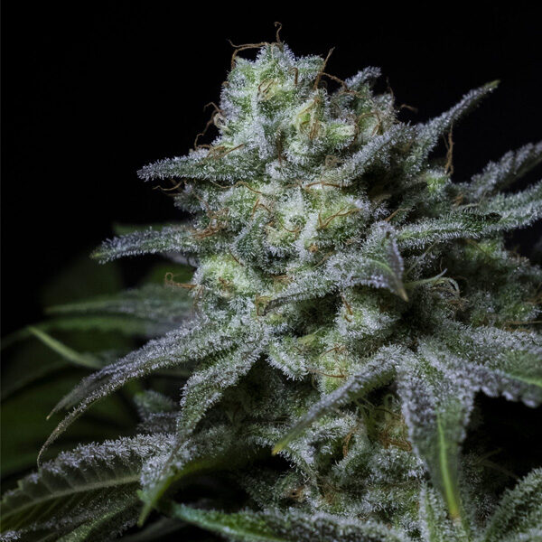 Cream Kong feminizada de Positronics Seeds