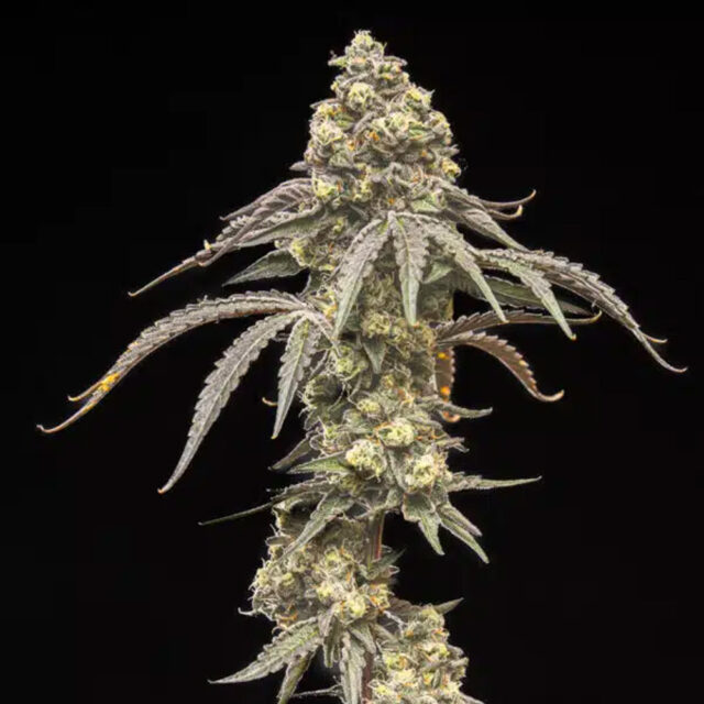 Creamy Kush Gas feminizada de World Breeders
