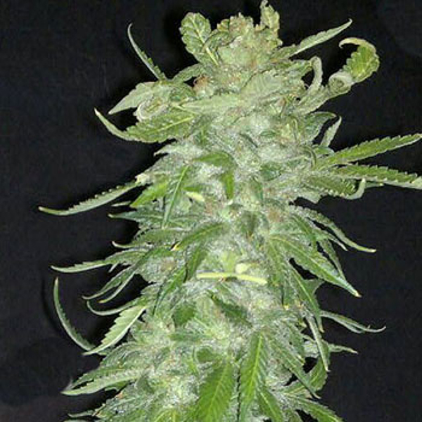 Cristal Paradise feminizada de K.c. Brains