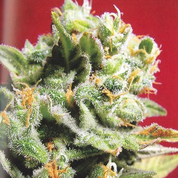 Cristal Limit feminizada de K.c. Brains
