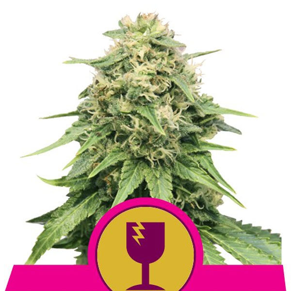 Critical feminizada de Royal Queen