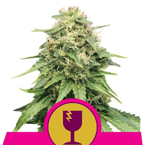 Critical feminizada de Royal Queen