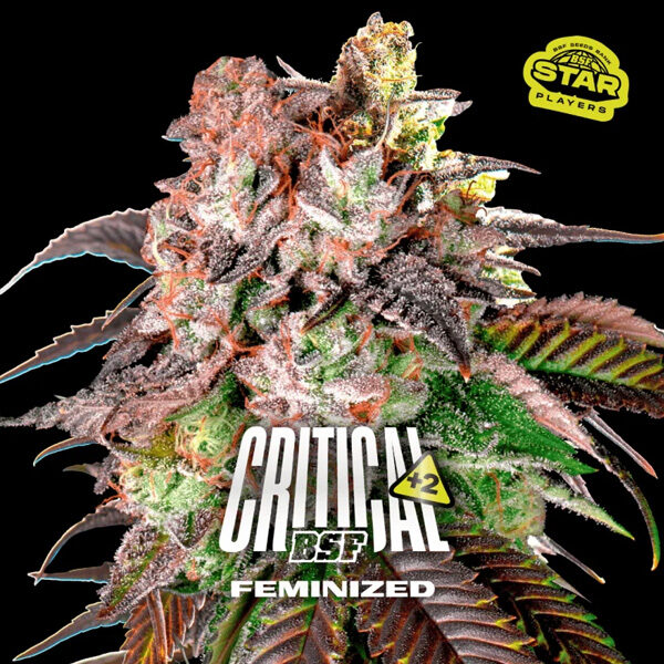 Critical +2 feminizada de Bsf Seeds