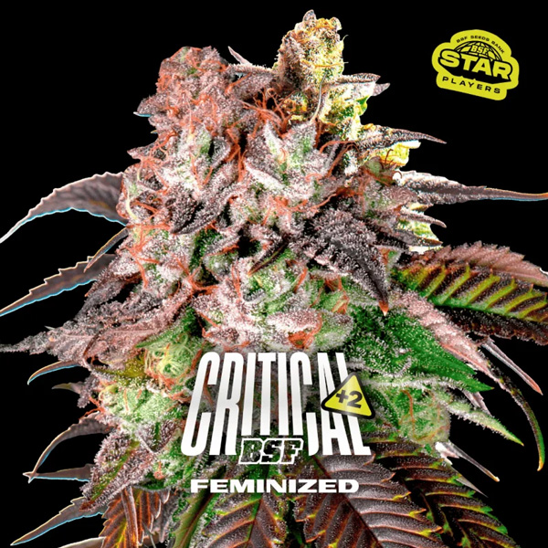 Critical +2 feminizada de Bsf Seeds