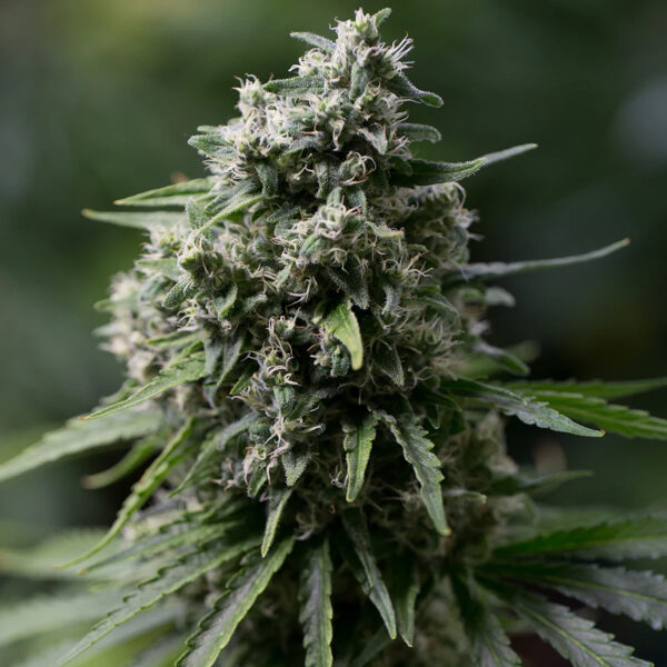 Critical + 2 feminizada de Silent Seeds