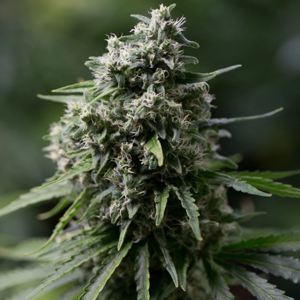 Critical + 2 feminizada de Silent Seeds