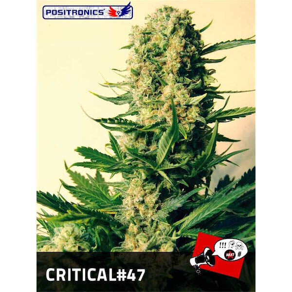 Critical #47 feminizada de Positronics Seeds