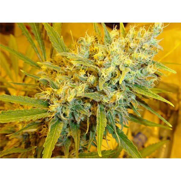Critical Haze (critical Mass X Afghan Haze) regular de Mr. Nice