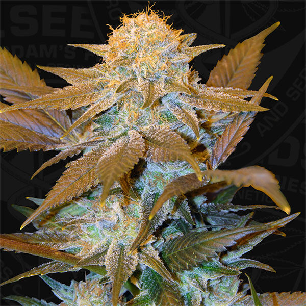 Critical Hog feminizada de T.h. Seeds