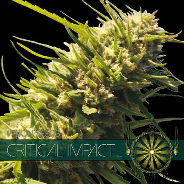 Critical Impact feminizada de Vision Seeds
