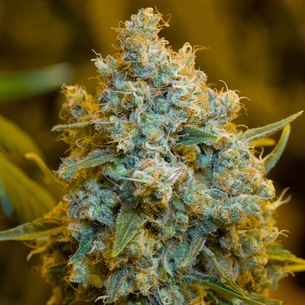 Critical Jack feminizada de Silent Seeds