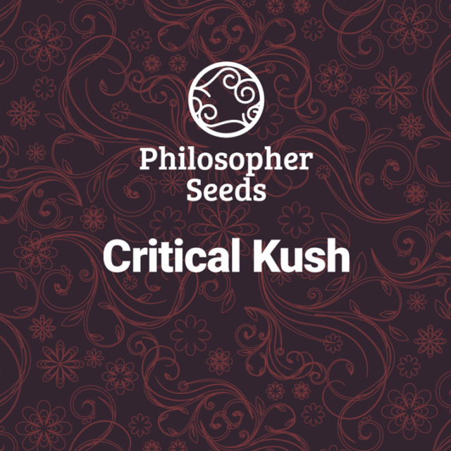 Critical Kush feminizada de Philosopher