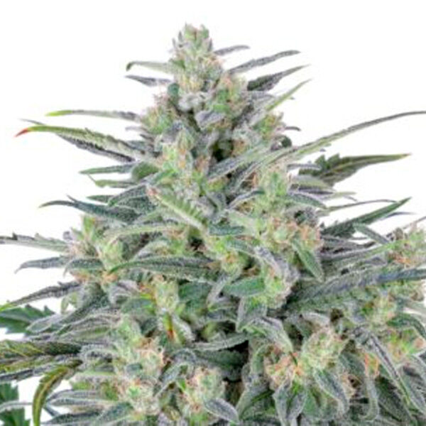Critical Lights feminizada de Expert Seeds