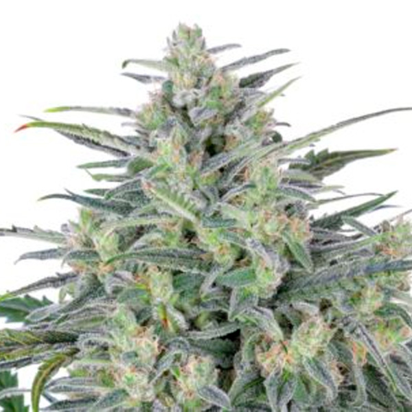 Critical Lights feminizada de Expert Seeds