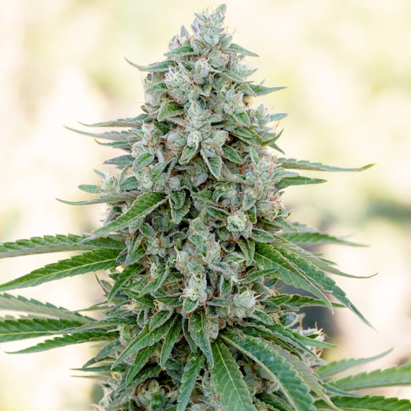 Critical Mango feminizada de Silent Seeds