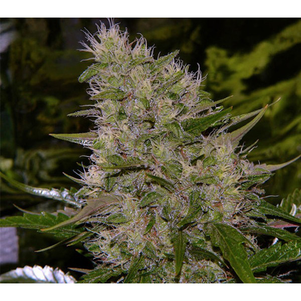 Critical Mass regular de Mr. Nice