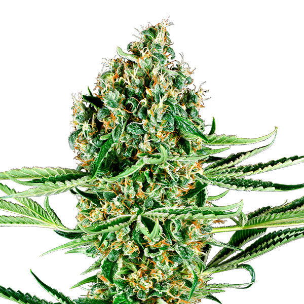 Critical Runtz feminizada de Sensi Seeds Research