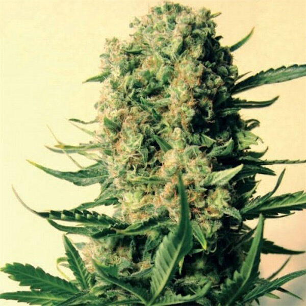 Critical Skunk regular de Mr. Nice