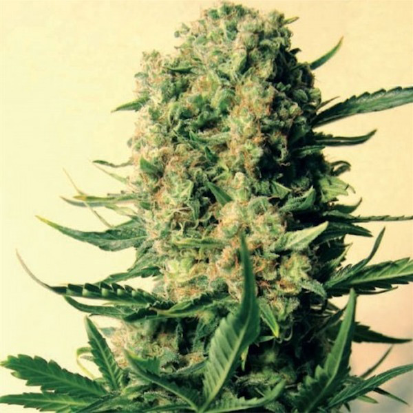 Critical Skunk regular de Mr. Nice