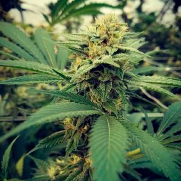 Critical Sour feminizada de Female Seeds