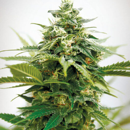 Critical XXL feminizada de Garden Of Green Seeds