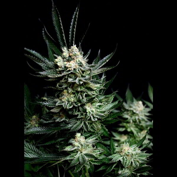 Critigal+ feminizada de Absolute Cannabis Seeds