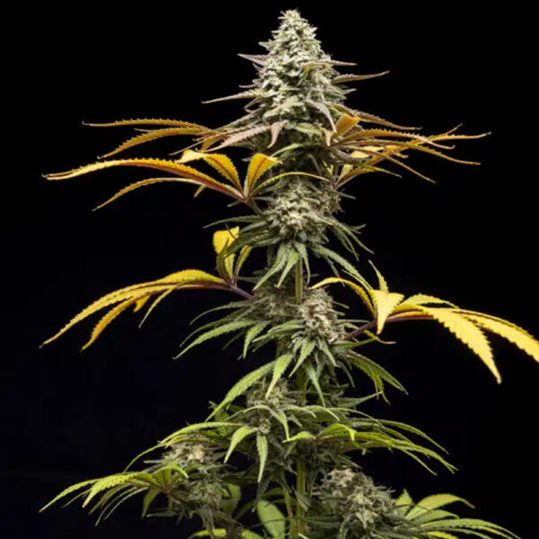 Crunch feminizada de World Breeders
