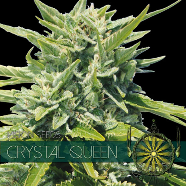 Crystal Queen feminizada de Vision Seeds
