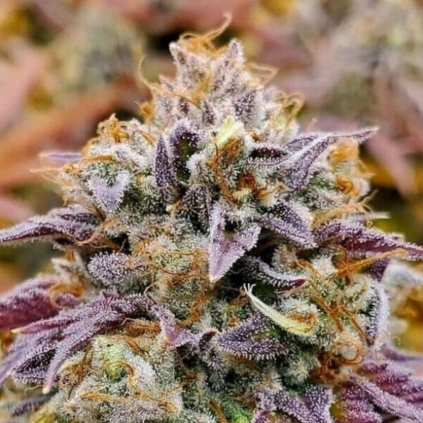 Cumbia feminizada de R-kiem Seeds