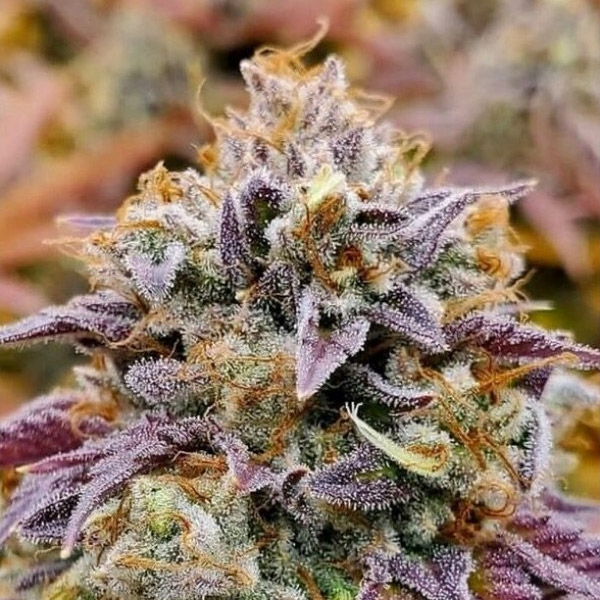 Cumbia feminizada de R-kiem Seeds