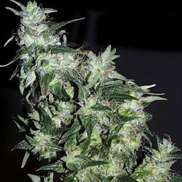 Cyber Cristal feminizada de K.c. Brains