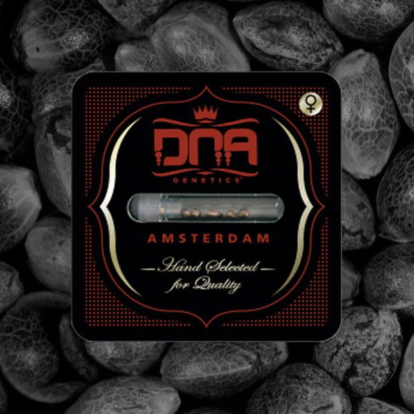 Dna Mix feminizada de Dna Genetics