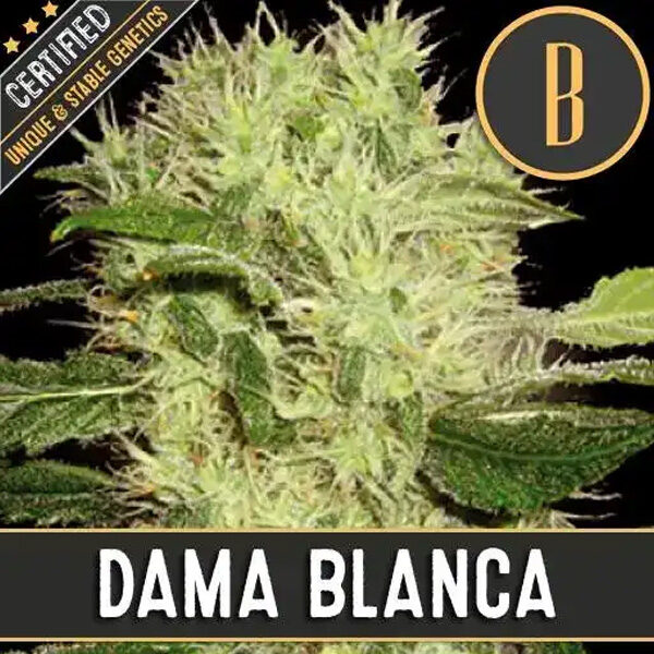 Dama Blanca feminizada de Blimburn Seeds